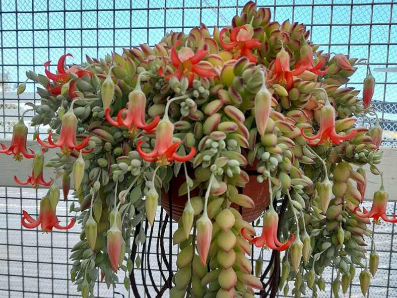Cotyledon ‘Ace of Spades’