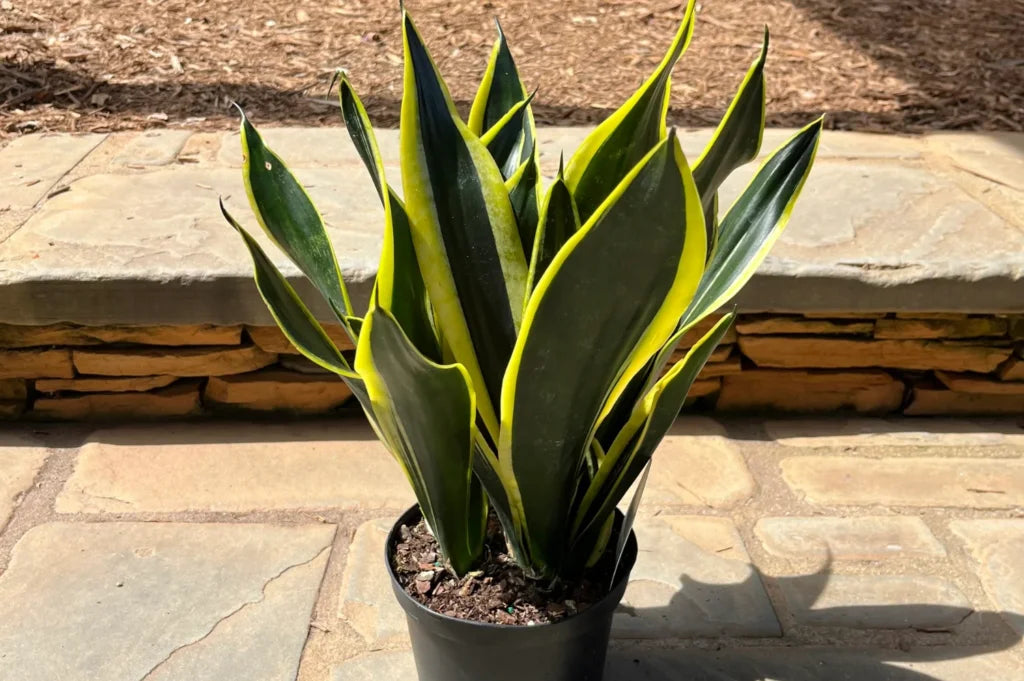 Sansevieria trifasciata ‘Black Gold’ (Black Gold Snake Plant)