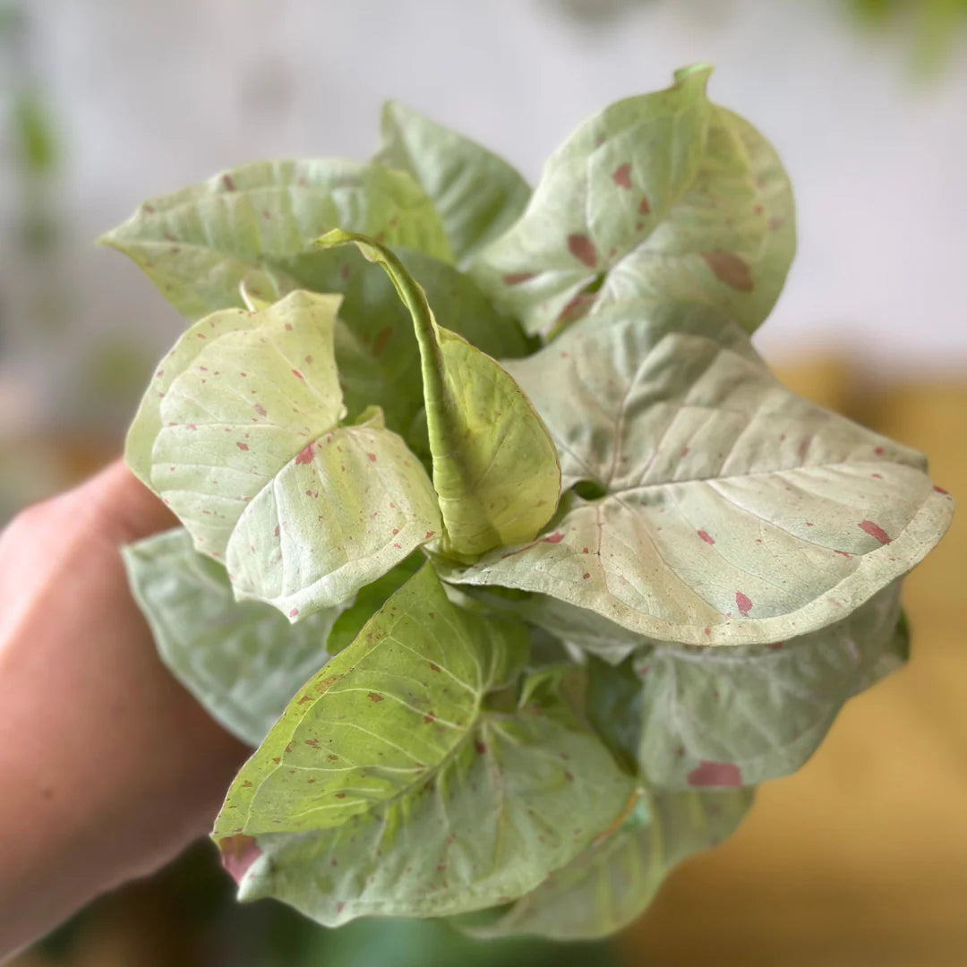 Syngonium Confetti (Confetti Syngonium)