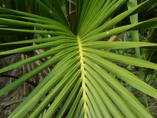 Howea Belmoreana (Curly Palm)