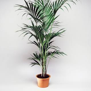 Howea Forsteriana Multi Planted (Multi Planted Kentia Palm)