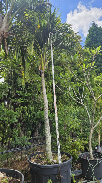 Howea Belmoreana (Curly Palm)