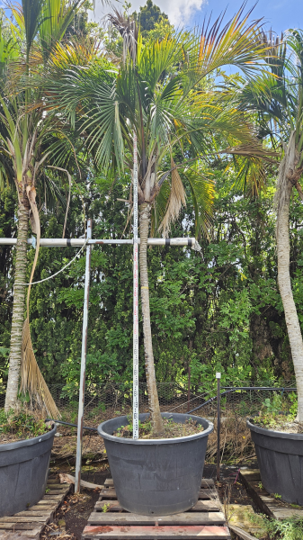 Howea Belmoreana (Curly Palm)