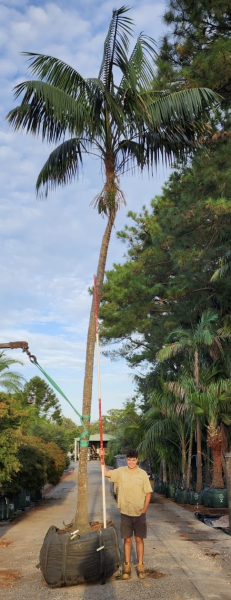 Howea Forsteriana (Kentia Palm)