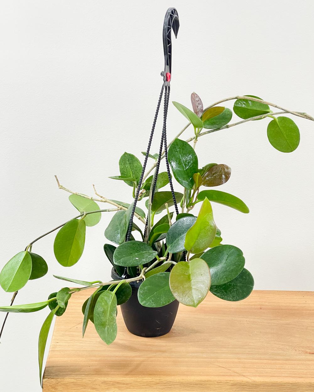 Hoya Australis (Wax Plant)