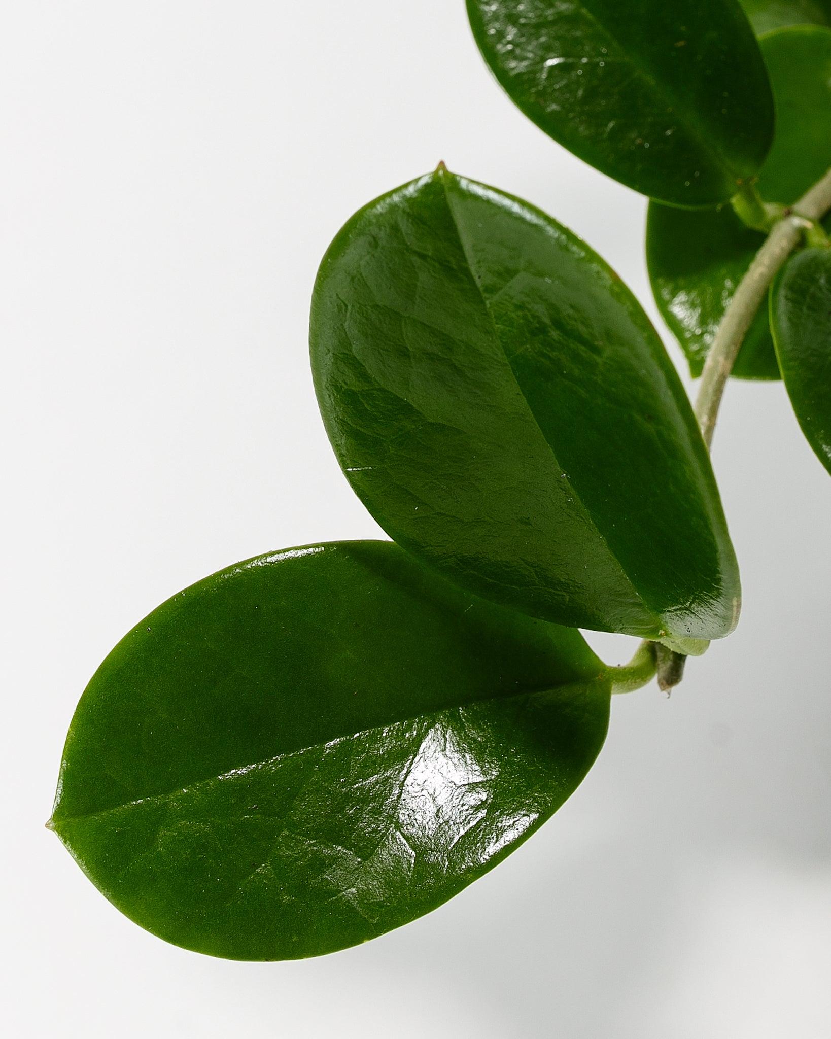 Hoya Australis (Wax Plant)