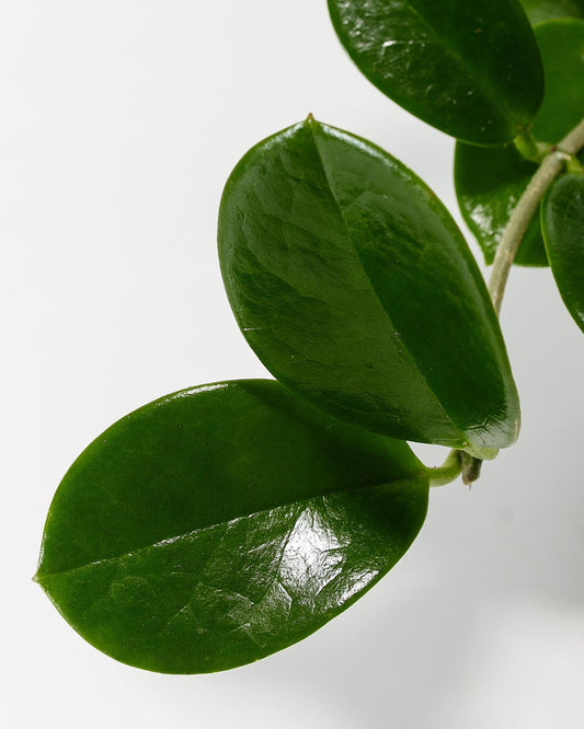 Hoya Australis (Wax Plant)