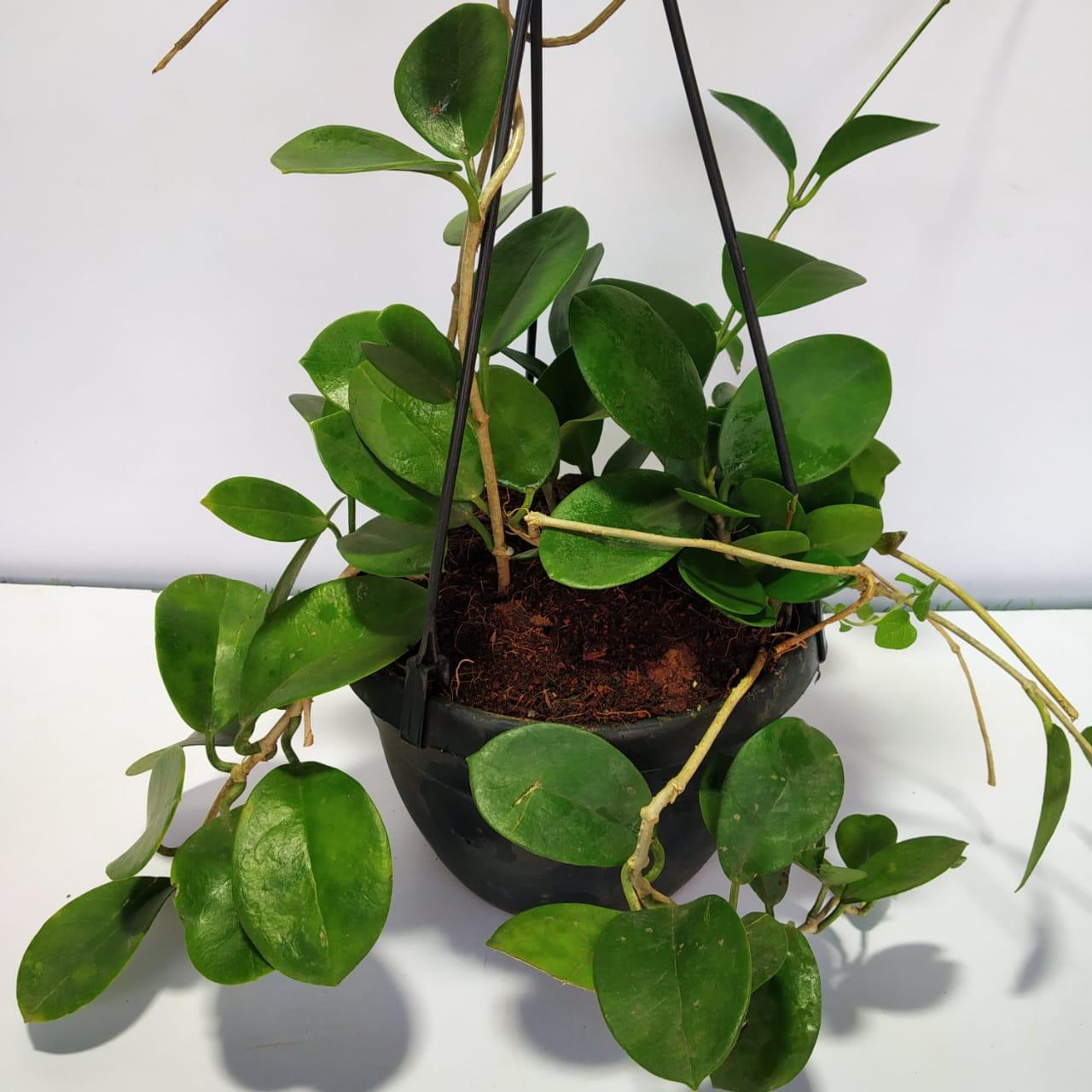 Hoya Australis (Wax Plant)