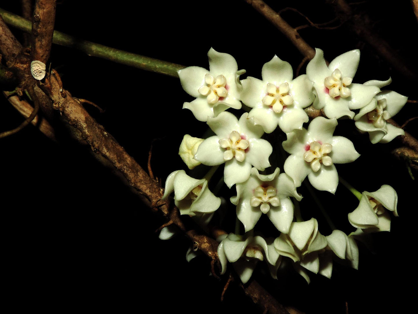 Hoya Australis (Wax Plant)