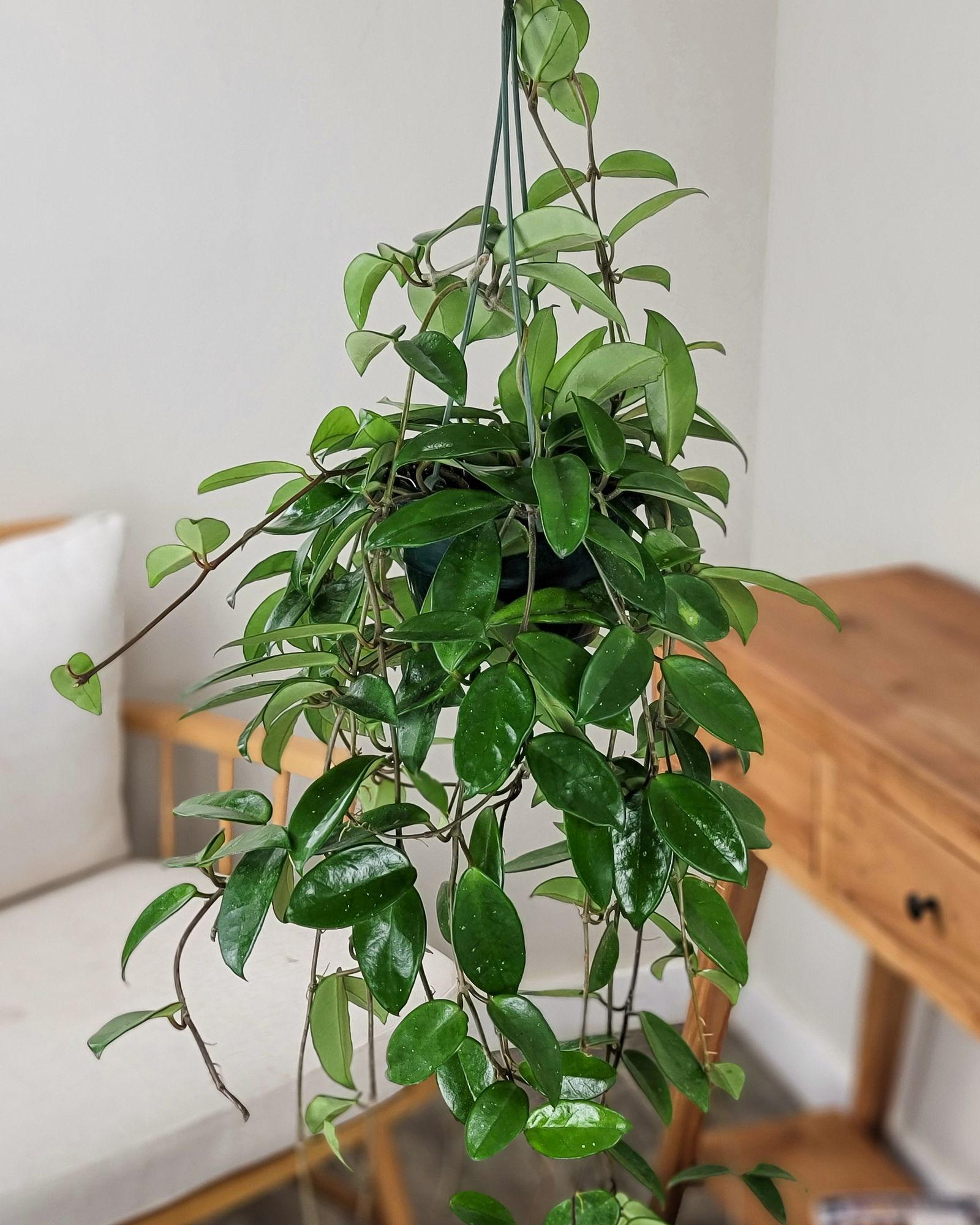 Hoya Pubicalyx (Wax Plant)