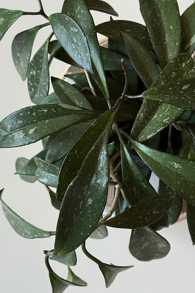 Hoya Pubicalyx (Wax Plant)