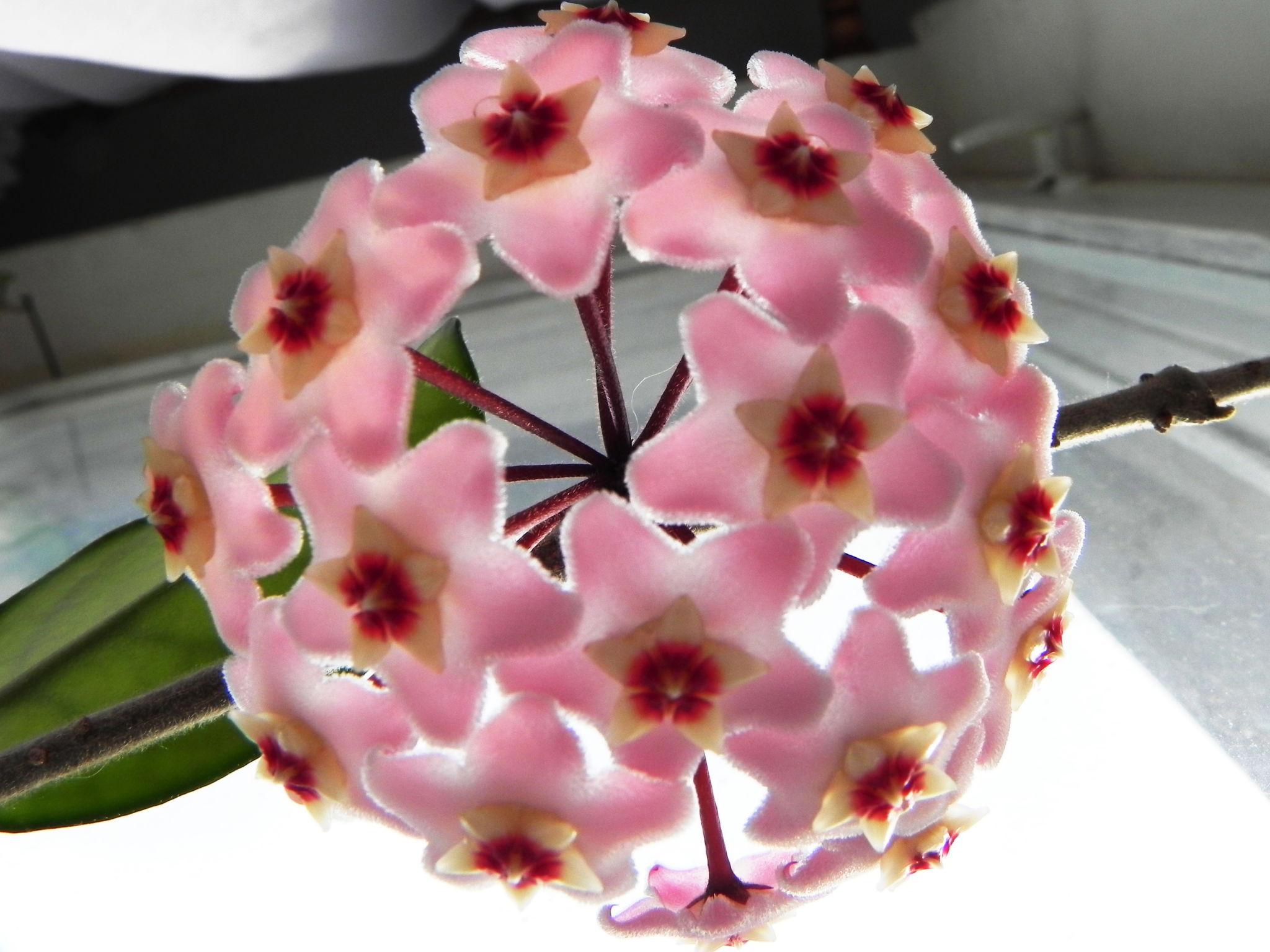 Hoya Pubicalyx (Wax Plant)