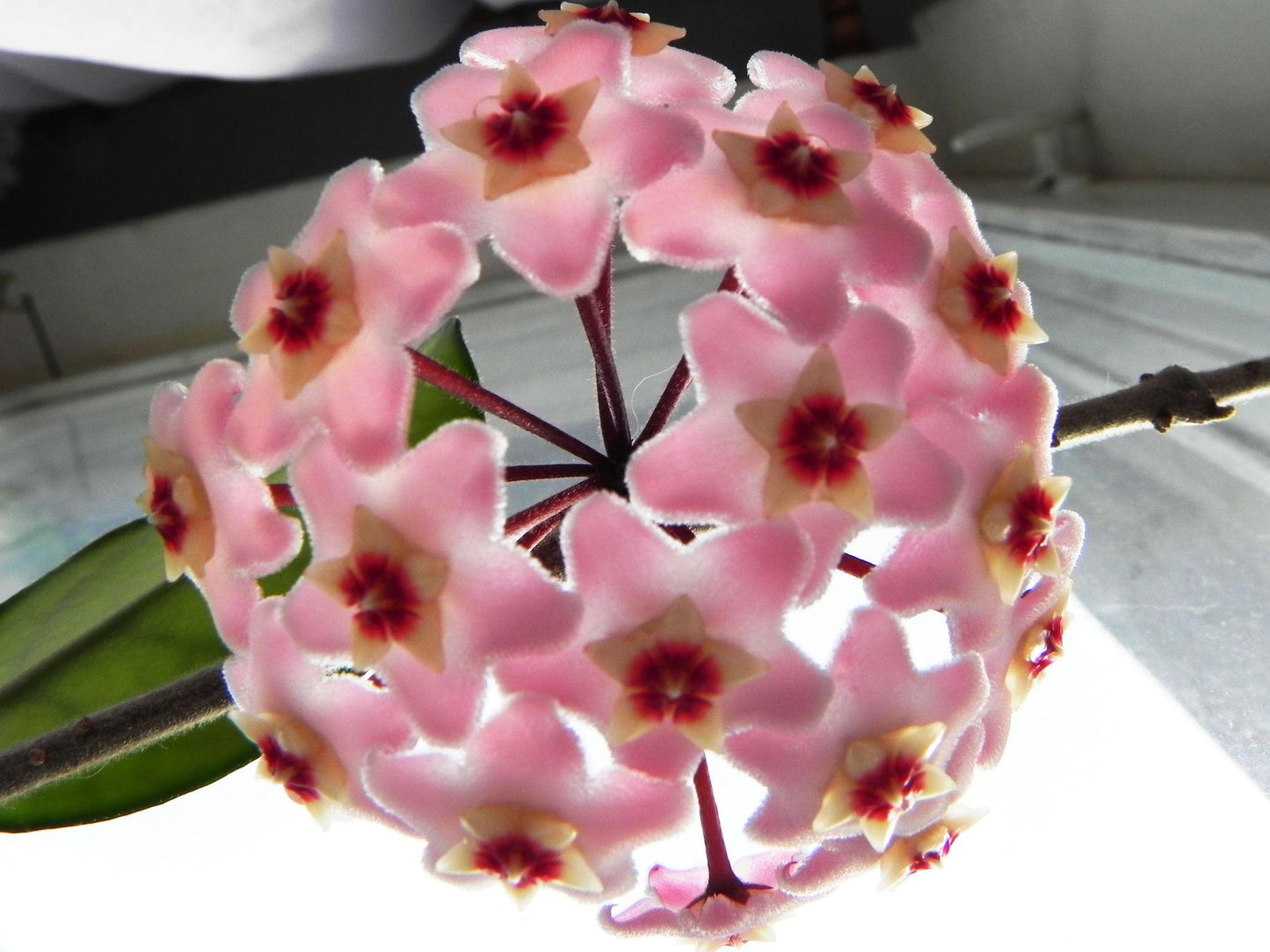Hoya Pubicalyx (Wax Plant)