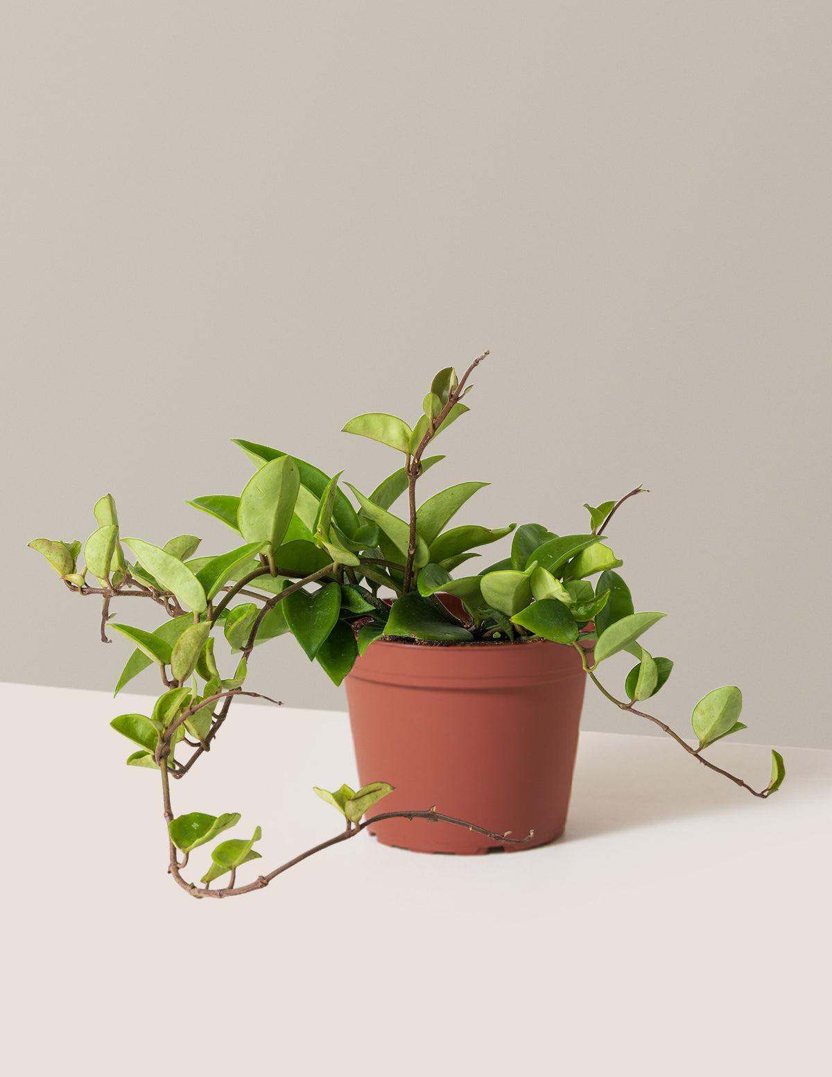 Hoya Pubicalyx (Wax Plant)