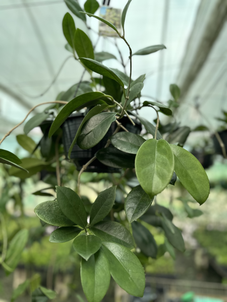 Hoya Australis (Wax Plant)