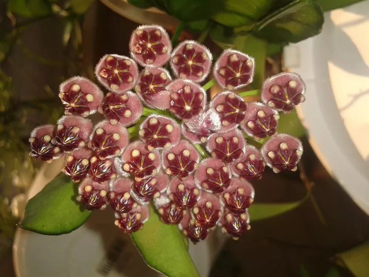 Hoya wayetii