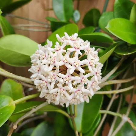 Hoya Australis (Wax Vine)