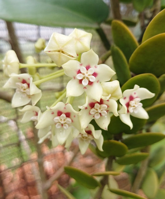 Hoya Australis (Wax Vine)