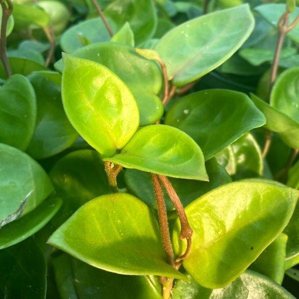 Hoya Carnosa (Wax Plant)