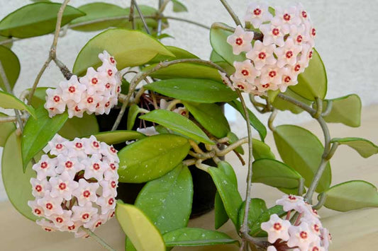 Hoya Carnosa (Wax Plant)