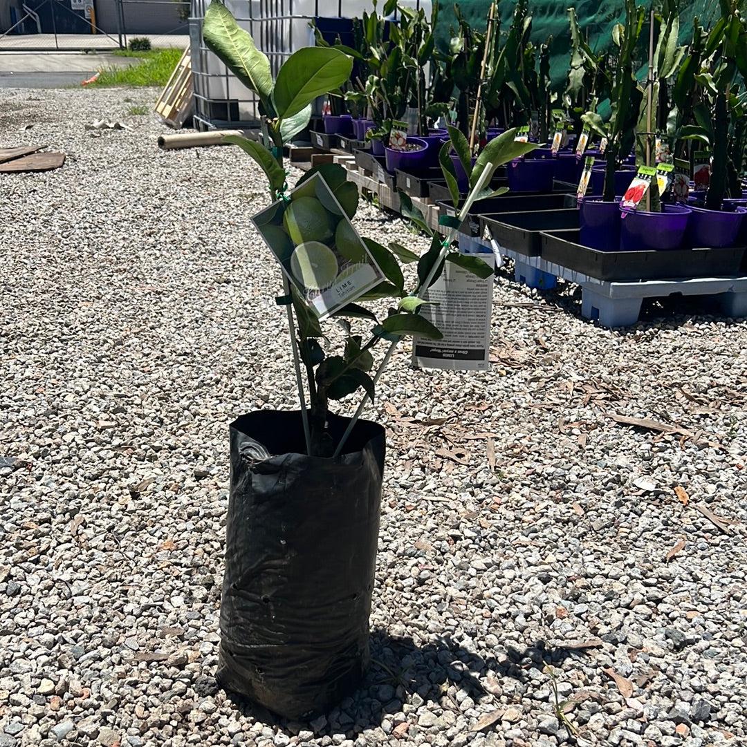 Citrus Spp. Double Graft (Lemon/Lime Double Graft)