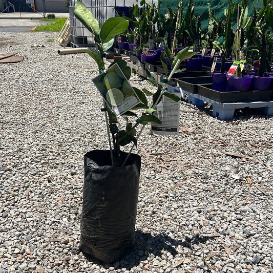 Citrus Spp. Double Graft (Lemon/Lime Double Graft)