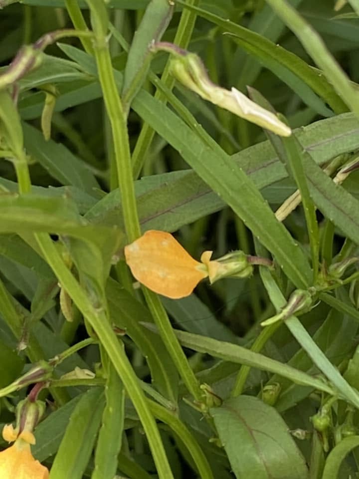 Hybanthus Stellarioides (Spade Flower)