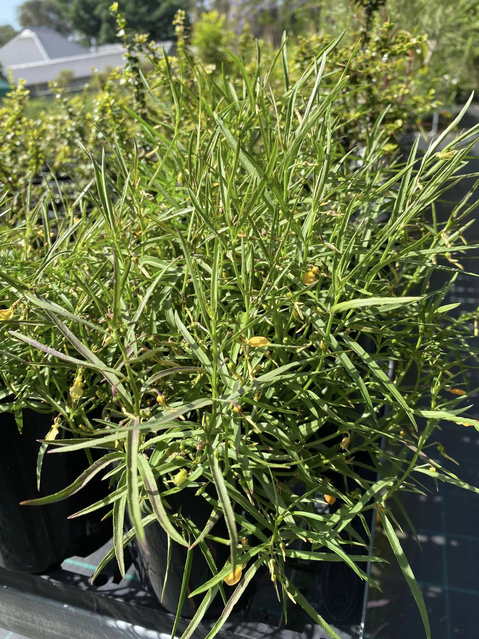 Hybanthus Stellarioides (Spade Flower)