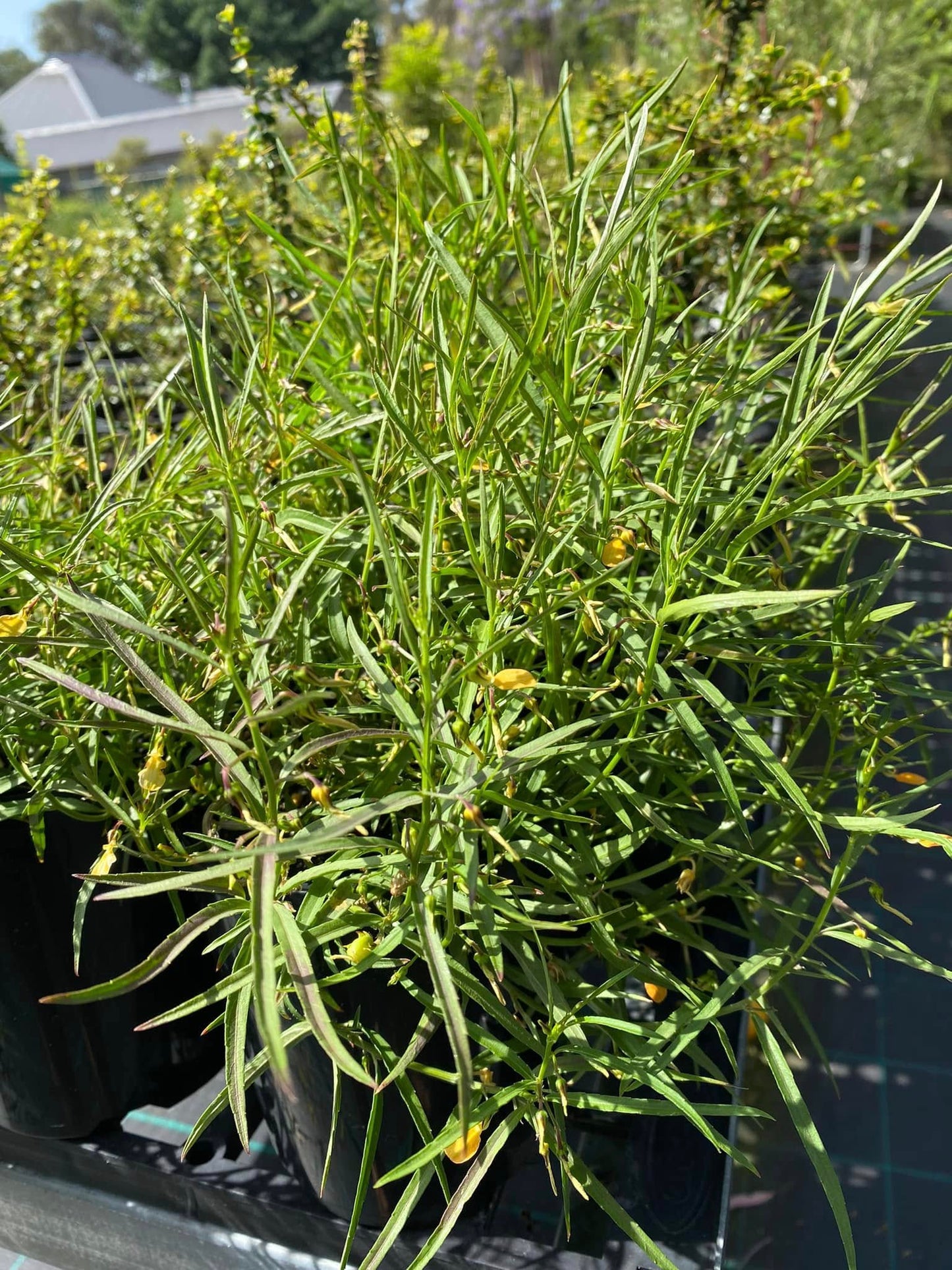 Hybanthus Stellarioides (Spade Flower)