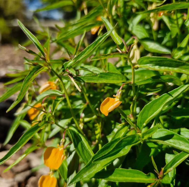 Hybanthus Stellarioides (Spade Flower)