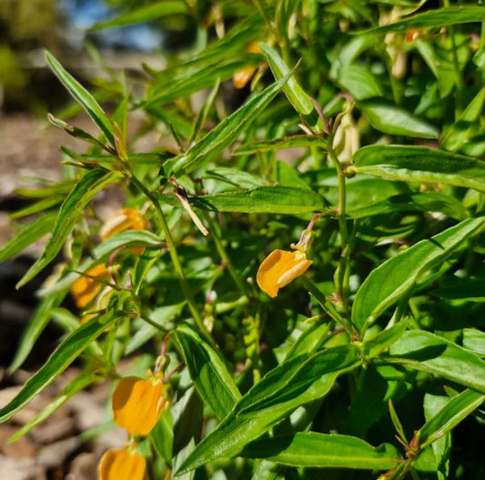Hybanthus Stellarioides (Spade Flower)