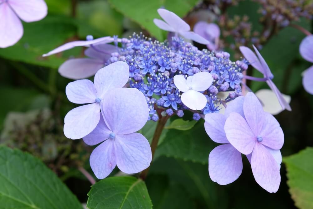 Hydrangea macrophylla ‘Trail Blazer Blue’ (Trail Blazer Blue Hydrangea)