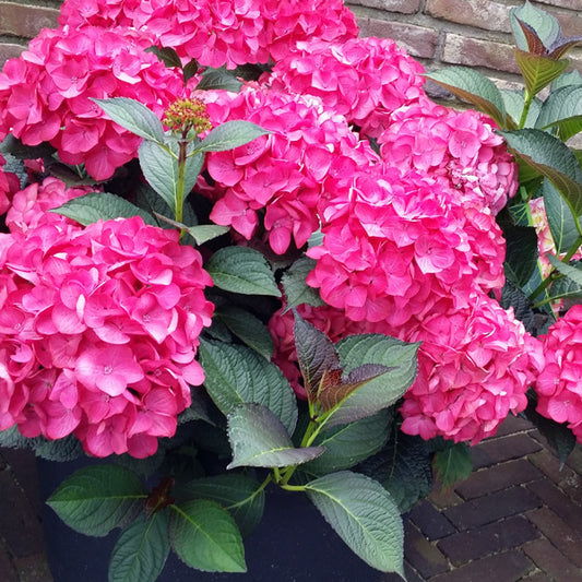 Hydrangea Macrophylla ‘Tuxedo Pink’ (Tuxedo Pink Hydrangea)