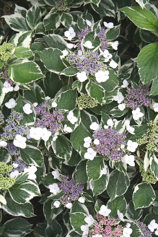 Hydrangea Macrophylla ‘Variegated’ (Variegated Bigleaf Hydrangea)
