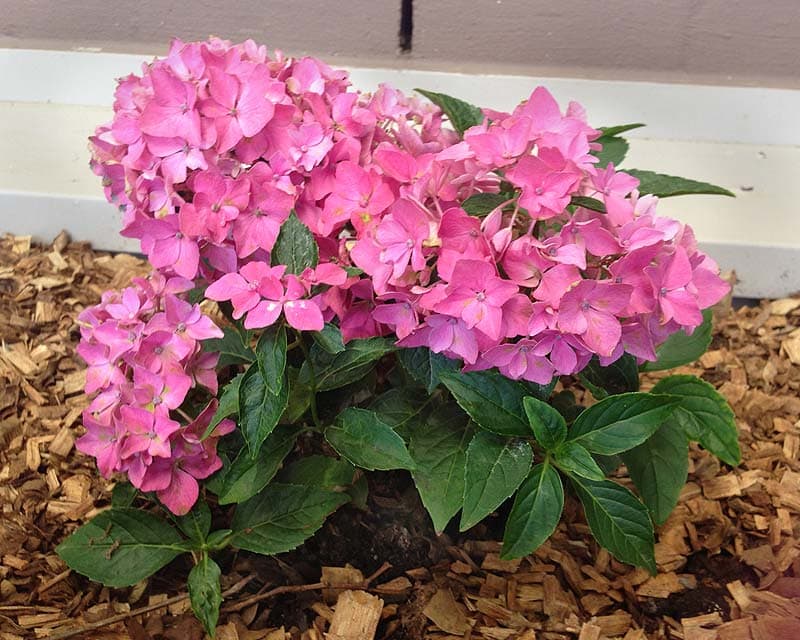 Hydrangea macrophylla ‘Piamina’ (Piamina Hydrangea)