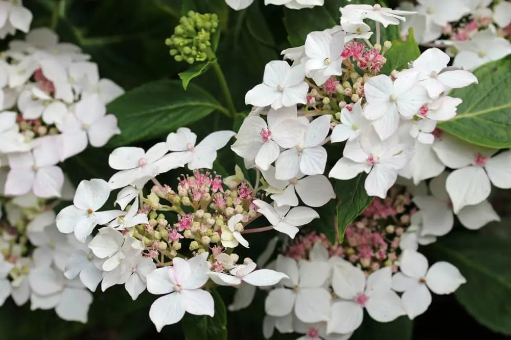 Hydrangea ‘Trail Blazer™ White’