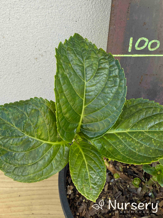 Hydrangea Macrophylla Blue (#004)