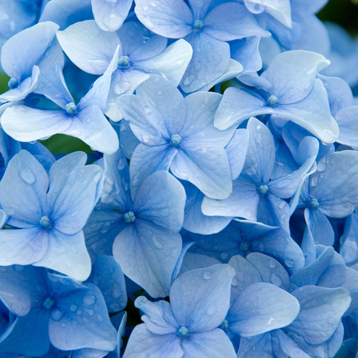 Hydrangea Macrophylla 'Blue' (Blue Hydrangea)