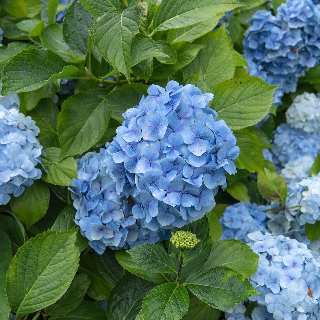 Hydrangea Macrophylla 'Blue' (Blue Hydrangea)