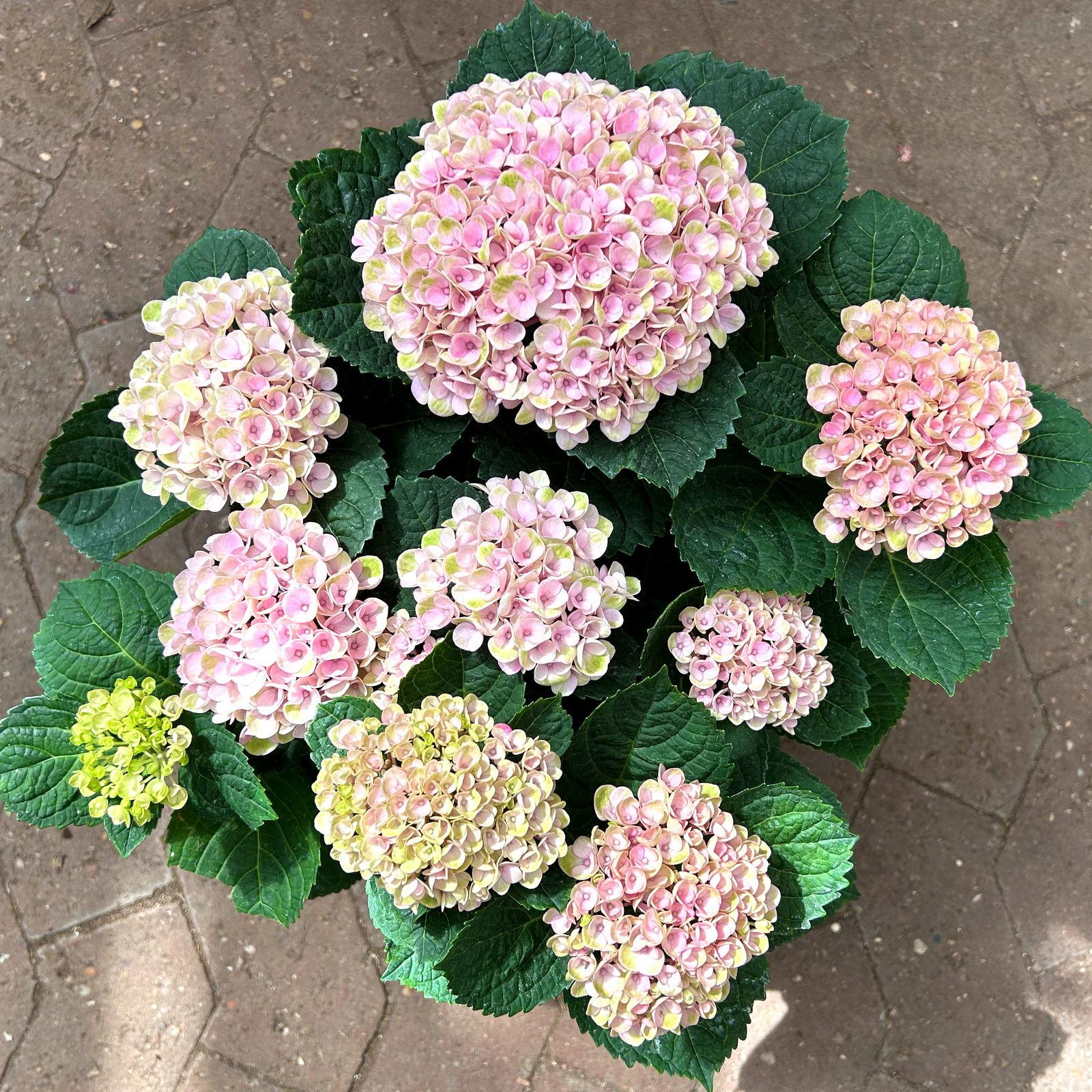 Hydrangea Macrophylla ‘Magical Revolution’