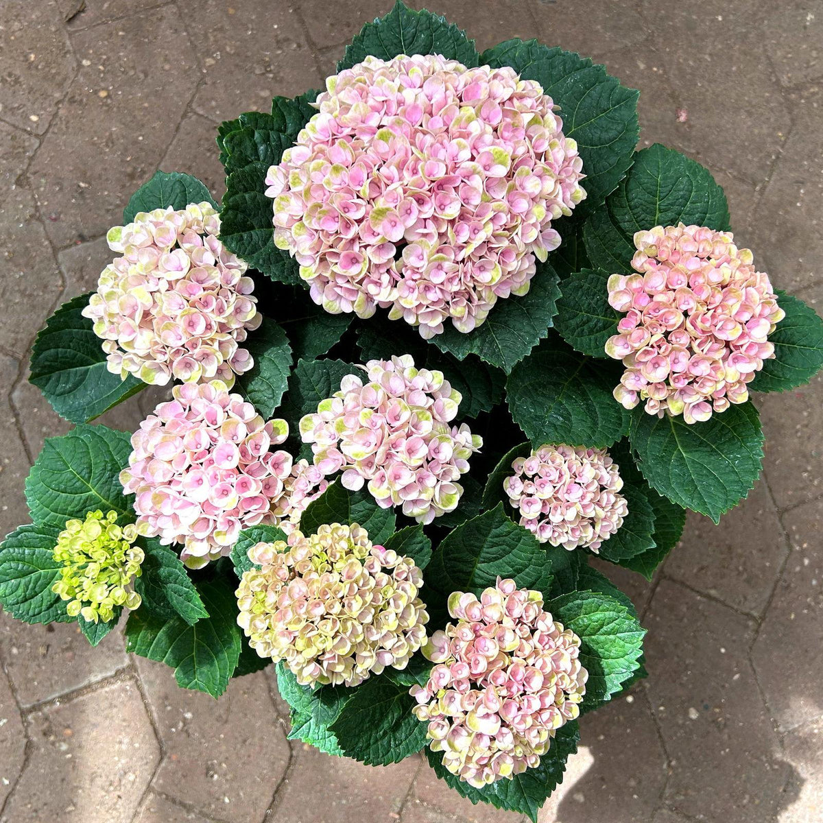 Hydrangea Macrophylla ‘Magical Revolution’