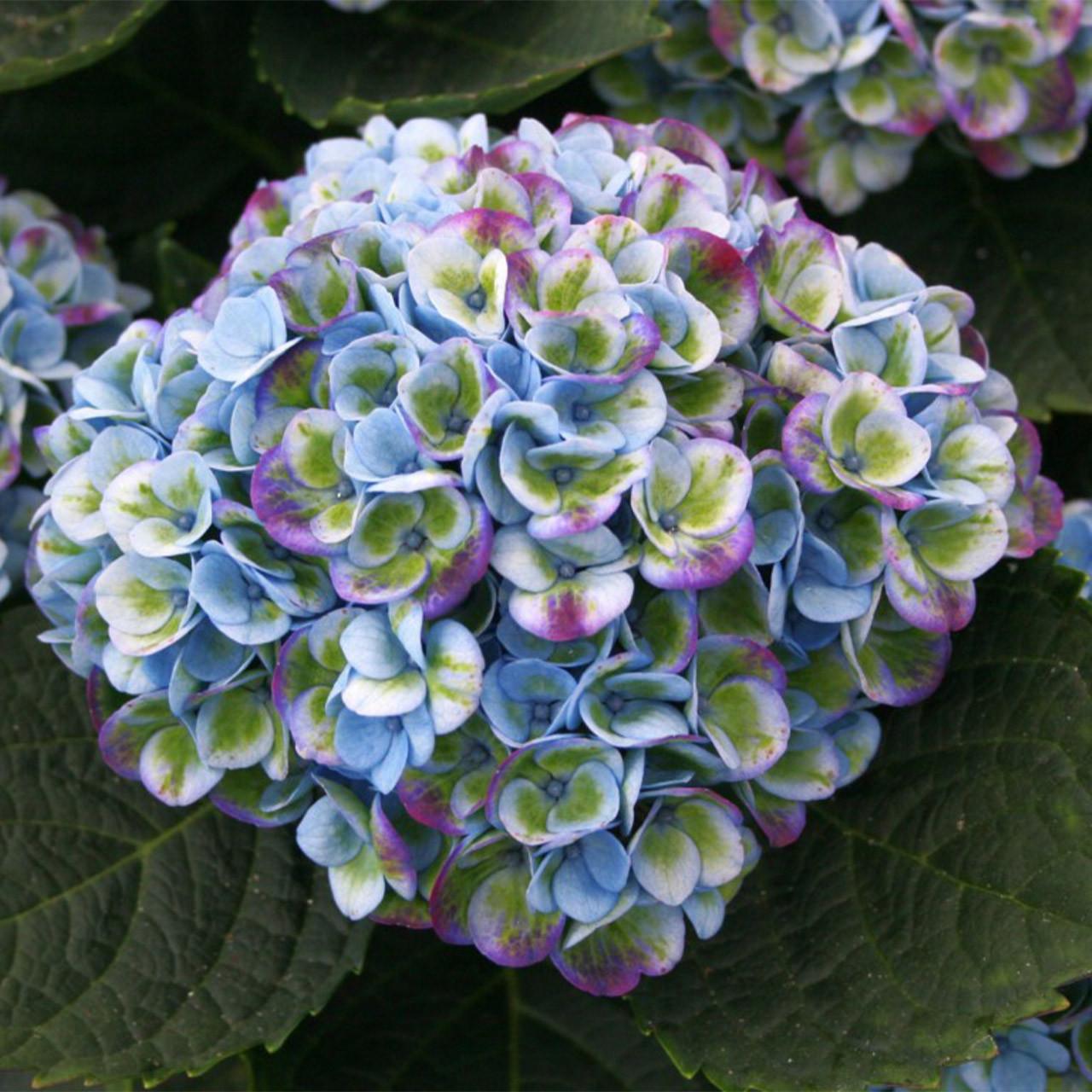 Hydrangea Macrophylla ‘Magical Revolution’