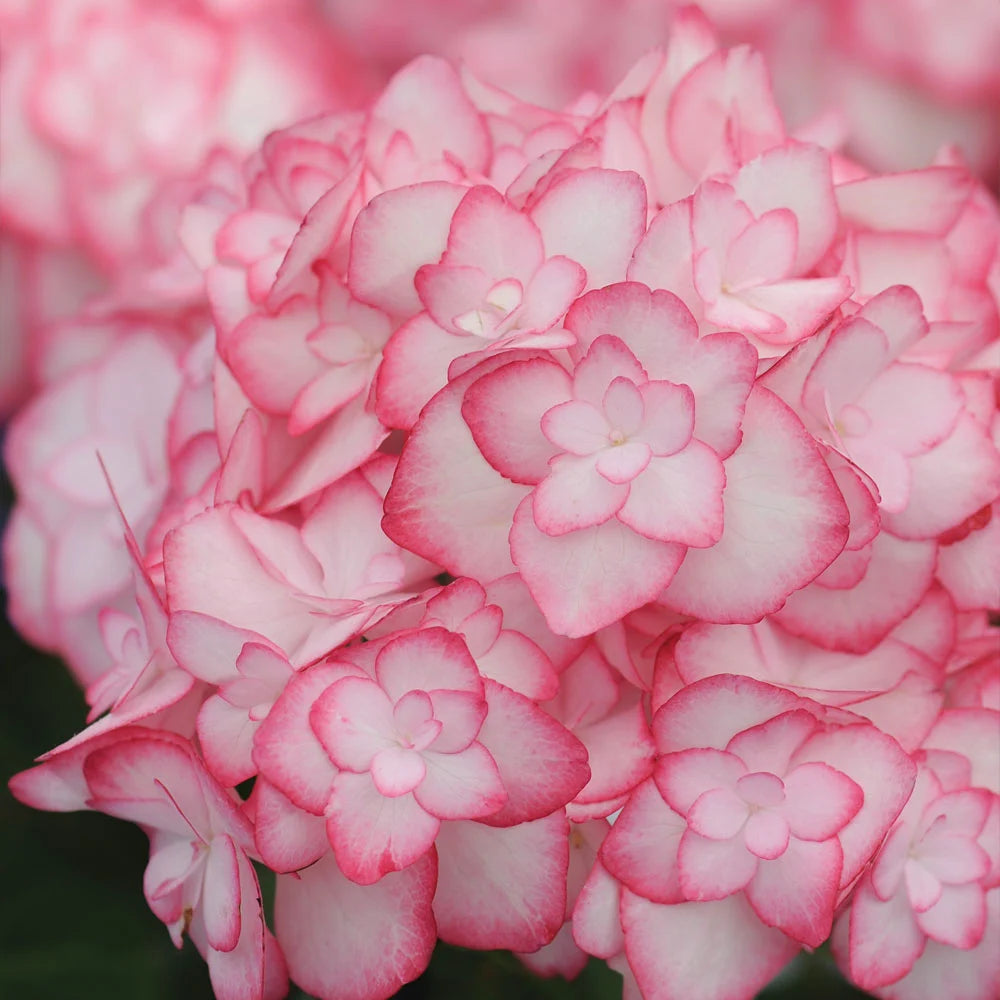 Hydrangea Macrophylla ‘Miss Saori’ (H2002) PBR