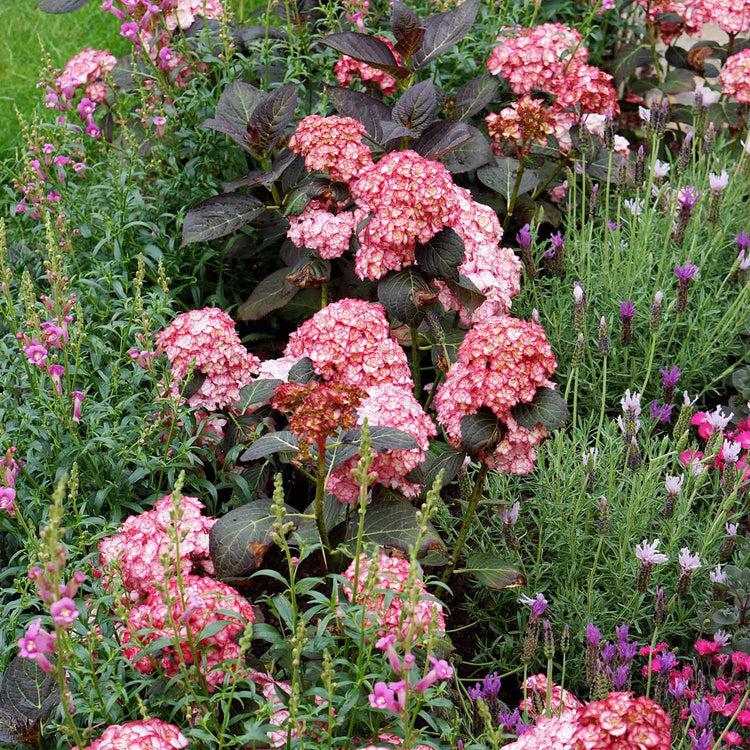 Hydrangea Macrophylla ‘Miss Saori’ (H2002) PBR