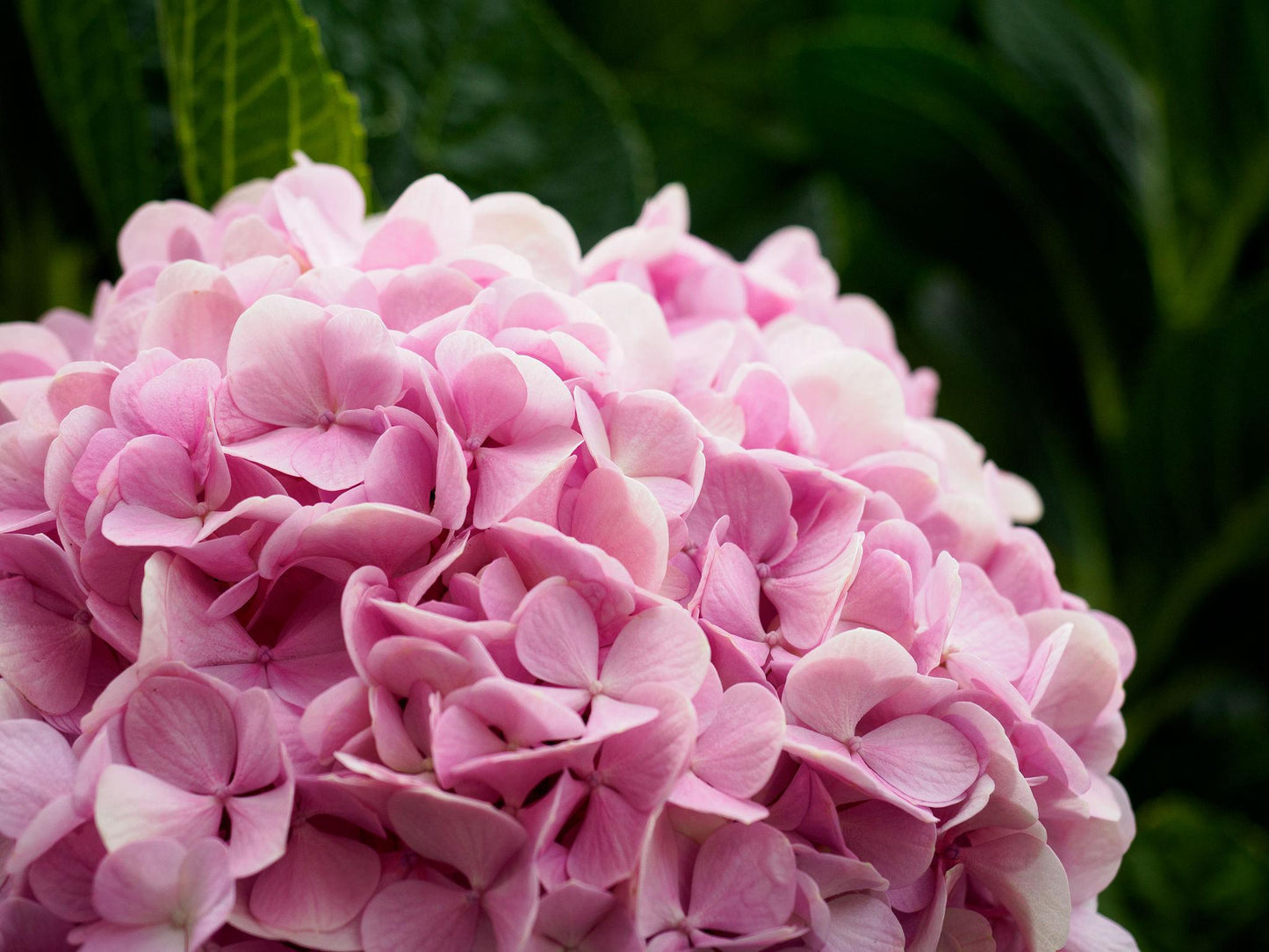 Hydrangea Macrophylla 'Pink' (Pink Hydrangea)