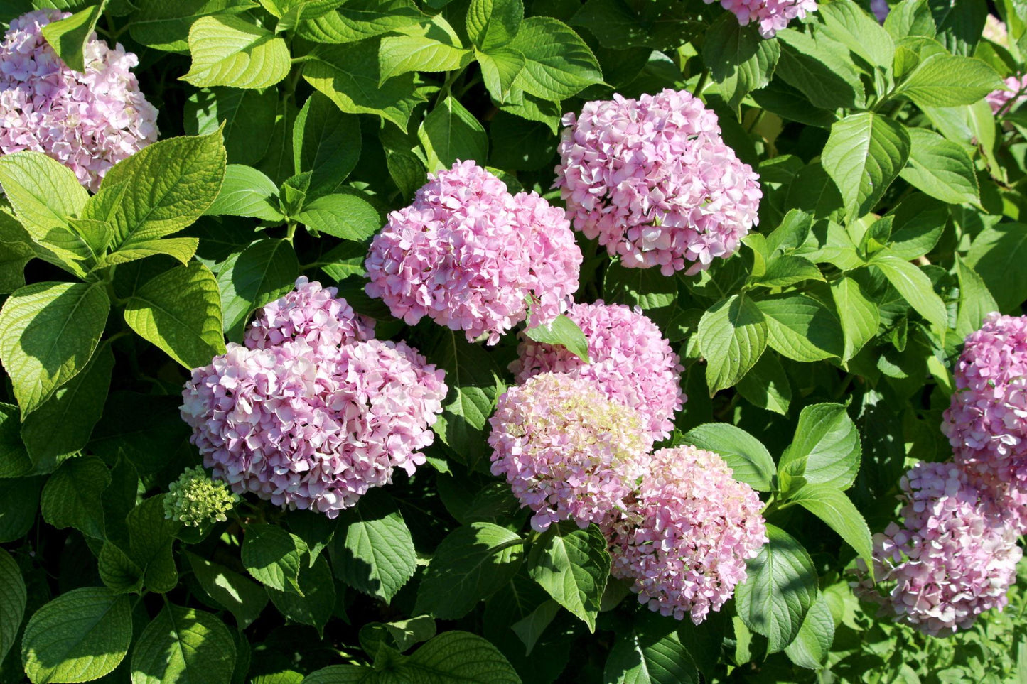 Hydrangea Macrophylla 'Pink' (Pink Hydrangea)