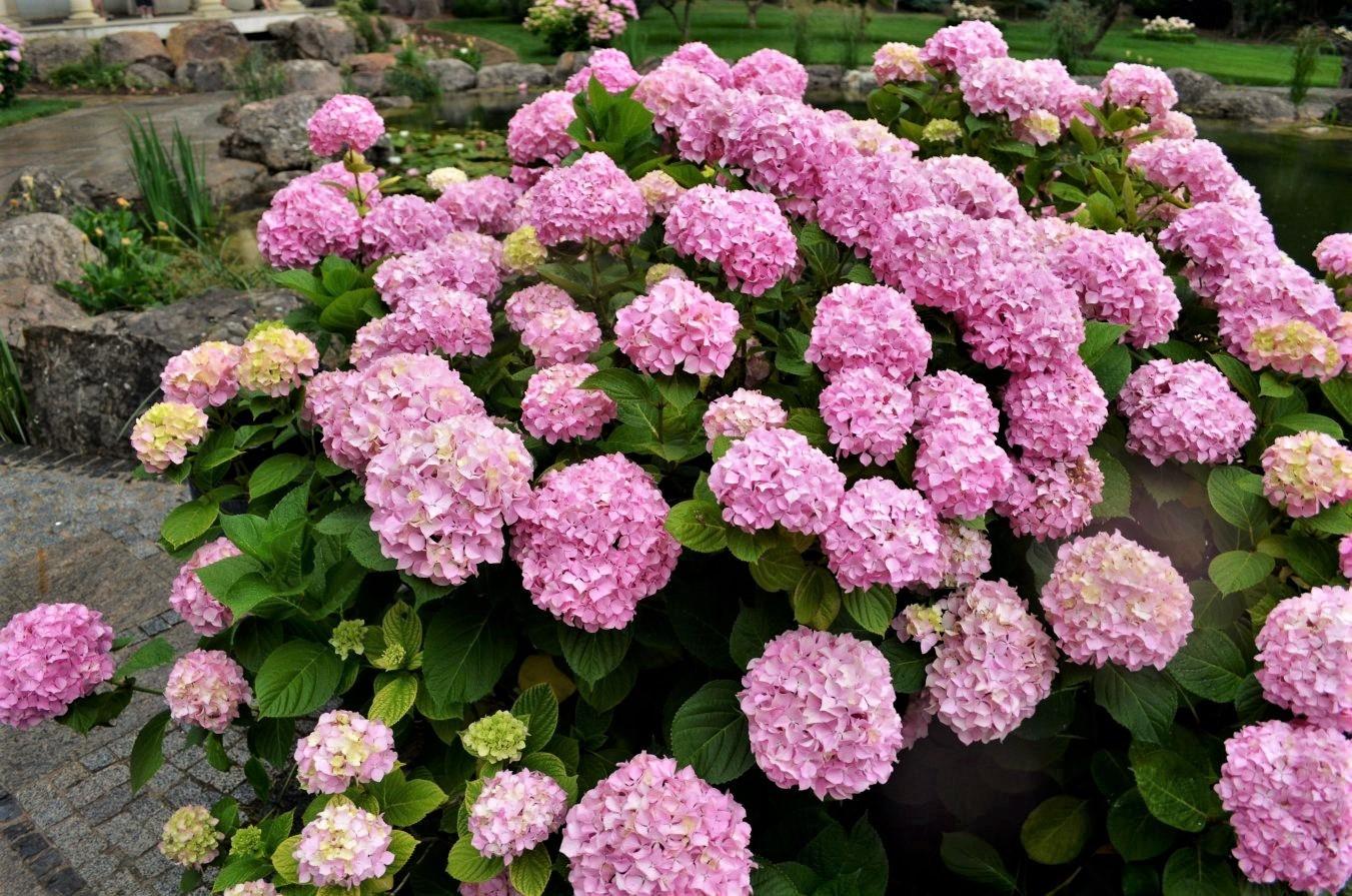 Hydrangea Macrophylla 'Pink' (Pink Hydrangea)