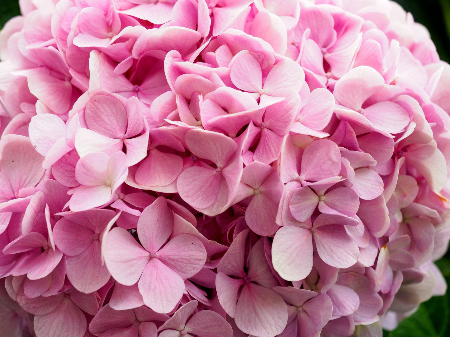 Hydrangea Macrophylla 'Pink' (Pink Hydrangea)