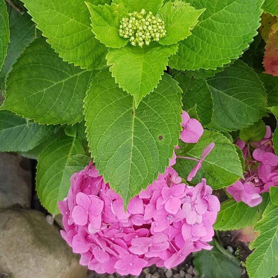 Hydrangea Macrophylla 'Pink' (Pink Hydrangea)