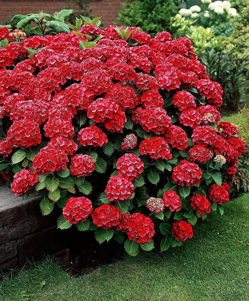 Hydrangea Macrophylla 'Red' (Red Hydrangea)